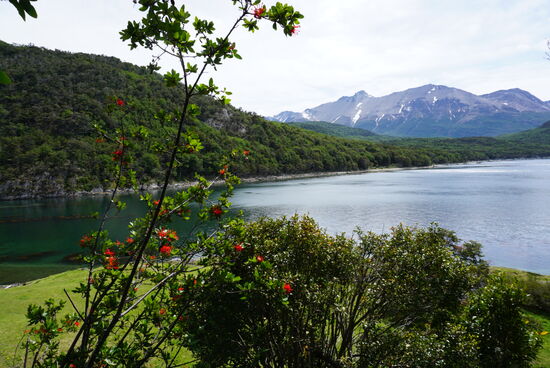 Durch saftigen,grünen Wald und am Beagle Kanal entlang schauen wir den Vögelchen zu und genießen diese endlose Stille und die sagenhafte Natur mit den umliegenden Bergen und den lustigen Bäumen.siehe Bild unten