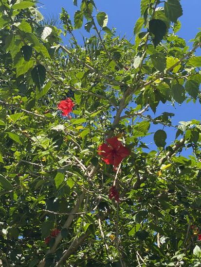 und eine riesen Hibiskus…..das alles findet man hier rund um die Pousada.