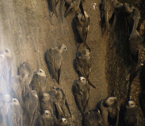 und dann die Ruẞsegler die wir hier an der Felswand entdecken. Eine tropische Vogelart die zum Brüten und auch zum Nächtigen die Höhlen im Fels wählen. Vorwiegend hinter Wasserfällen. Die Vögel durchstoßen fliegend die herabstürzenden Wasservorhänge. Es ist faszinieren dieses Spektakel zu beobachten. Leider fliegen die so schnell das ein Foto nur während des Aufenthaltes an der Felswand möglich ist