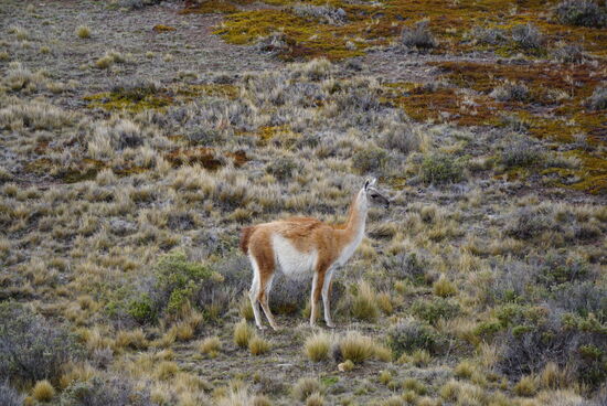 248 km durch die Steppe. Unterwegs sehen wir Herden von Kühen, Pferden und endlich die schönen Alpaca.
