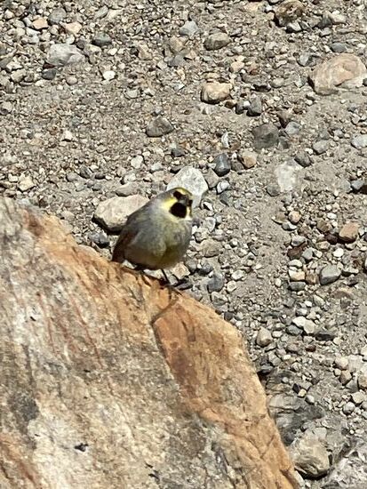 vom Vogelgezwitscher werden wir um 07 Uhr wach und gehen zum Frühstück. Der Kaffee ist super lecker und das ist erstmal das Wichtigste
Das Wetter ist wunderschön und uns präsentiert sich Maestro Roy vom Feinsten, ohne Wolke !! 
Die Strecke ist bis jetzt super zu laufen , aber das soll sich dann auch ändern
Wir hören die Bächlein rauschen, Vögel zwitschern und beobachten das Dahingleiten von 2 Anden- Kondoren die sich elegant am Himmel von der Thermik leiten lassen. Ein Anden-Kondor wird bis  130cm groß, hat eine Spannweite bis 3 Meter und gehört zu den grössten flugfähigen Vögeln. Mehrere Hunderte Kilometer kann er am Tag zurücklegen.Grösser ist nur noch der Albatros!
Dann hört die Idylle auf , denn der Weg wird steil, vermischt mit Geröll, Matsch und uneinsehbar.
Ja und wer kommt uns den da entgegen?  Unsere zwei Ferrari- Turbo Italiener die wir schon seit Torres del Paine,  Camp Central kennen. Die sind wieder muy rapido unterwegs und bereits wieder beim Abstieg.Wir freuen uns und begrüßen uns herzlich im Kauderwelsch,englisch,spanisch,italienisch ……
Schweißgebadet kommen wir dann endlich an und genießen den atemberaubenden Blick auf das Fitz Roy Massiv. Leider ist die Laguna los Tres noch zugefroren und die herrlich grün-blaue Farbe vom Eis gänzlich bedeckt! Egal, es ist ja auch noch Frühlingsanfang hier in Argentinien. Auch der Fitz Roy hat seine Wölkchen rund um den Gipfel wieder…er wird seinem Namen (Chaltèn)wieder gerecht..
Nach einer Pause und dem Aufsaugen dieses fantastischen Anblicks, machen wir uns bereit für den Abstieg. Mühsam mit Schmerzen kommen wir nach 7,5 Stunden wieder im Ort an. Schuhe aus, aber sofort! Ab unter die Dusche und kurz mal auf‘s Bett Füße entspannen.
Danach noch zur Happy Hour ein Cerveza ,was futtern und dann in die Koje.