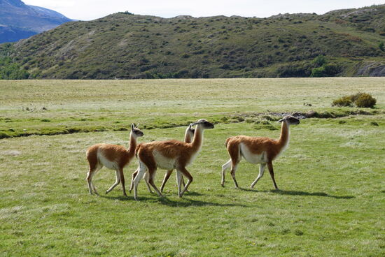 unsere Weggefährten die Guanacos