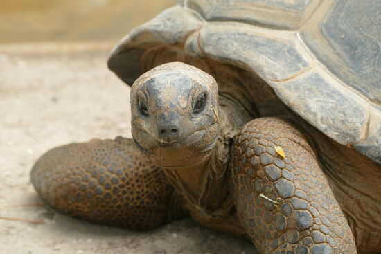 Sieht so ein zufriedenes Tier im Zoo aus?