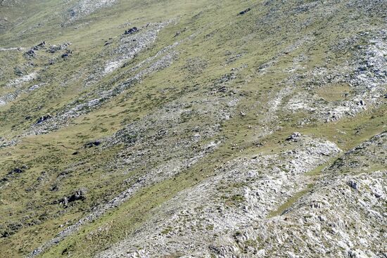 Bergrücken mit Schafe - super Puzzlemotiv!