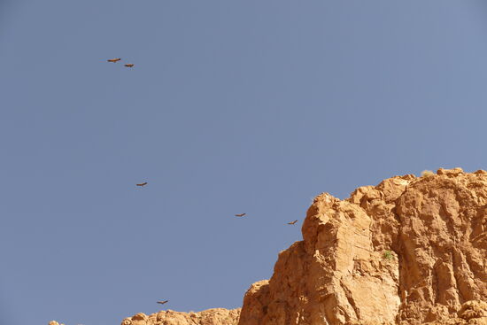 Begrüßung am Beginn der Wanderung: mehr als Hundert Zwergadler ziehen über uns hinweg