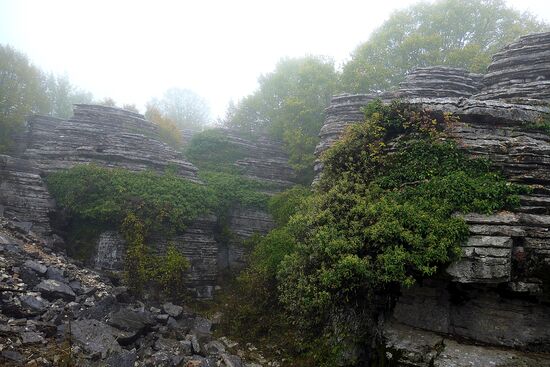 Der Steinwald