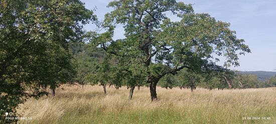 Streuobstwiesen