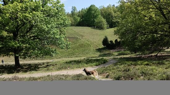Blick auf die Bokeler Heide