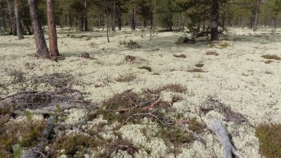 Wie eine Schneelandschaft
