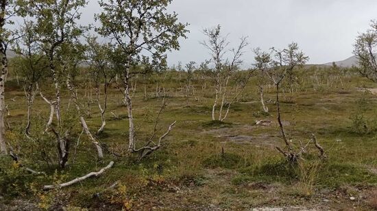 Die Birken und Pflanzen sind krank