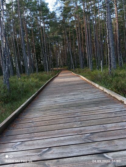 Der Steg führt ins Moor