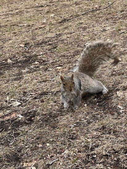 Eichhörnchen im Park