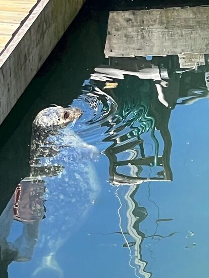 Da wartet jemand auf frischen Fisch...