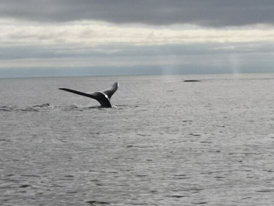Die Schwanzflosse eines Grauwals
