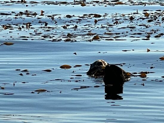 Nicht so gut zu erkennen, aber es ist ein Seeotter im Wasser.