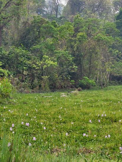 EIn Gruppe Nashörner nimmt ein Bad im Sumpftümpel
