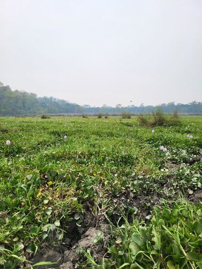 Nashorn Spuren in sumpfiger Ebene