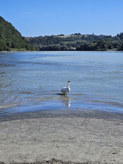 Donau (links), Inn (rechts)