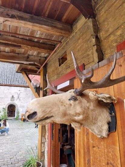 Bryggen- altes Holzhausviertel mit ansprechenden Geschäften- hier
hab ich schon mal einen Elch gesehen.... erster Programmpunkt einer Norwegenreise somit erledigt! 