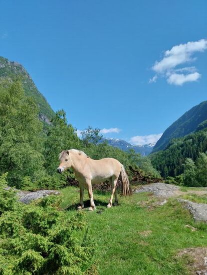 Unterwegs gab's echte Norweger, nicht nur Pferde sondern auch hilfsbereite norwegische Mitwanderer!