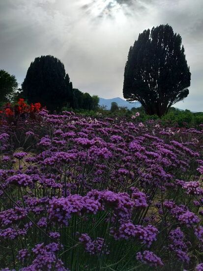 Killnarey Hause mit Gartenanlage