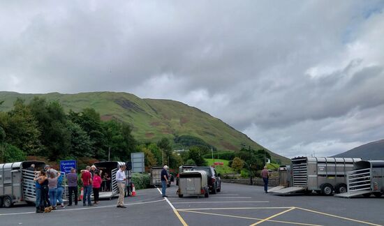 Viehmarkt- mit Schafen