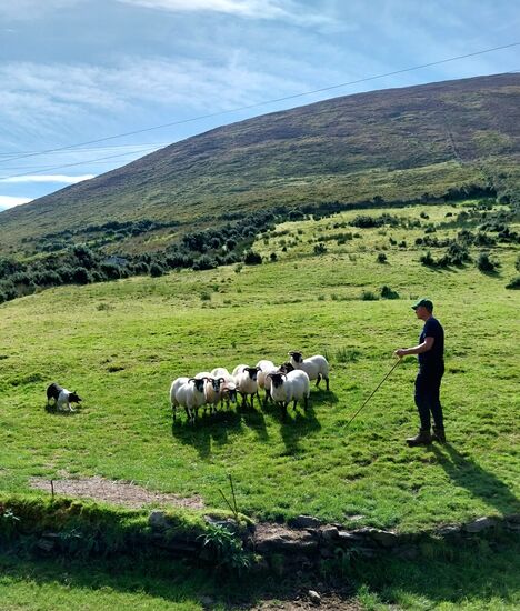 Hütehund- Vorführung