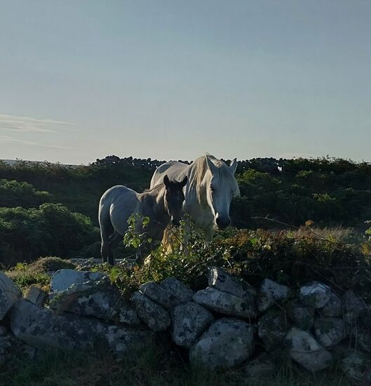 Connemara Pony mit Fohlen- in der Abendsonne freilaufend direkt an der kleinen Straße