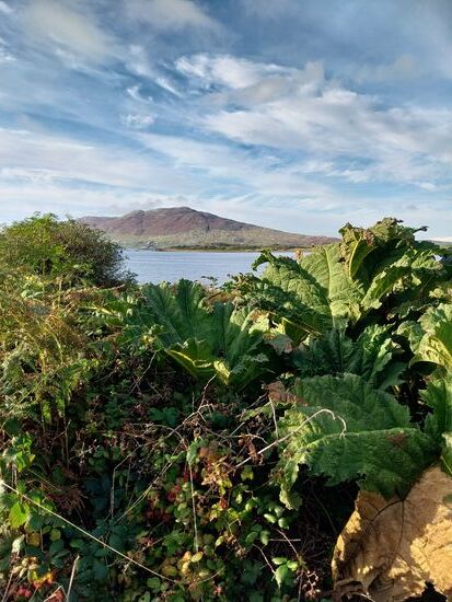 Mammutblatt im Vordergrund- invasive Art aus Südamerika