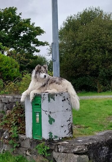 "Irischer Postkastenhund"- wohl sein Lieblingsplatz von uns Radlern ließ er sich nicht aus der Ruhe bringen
