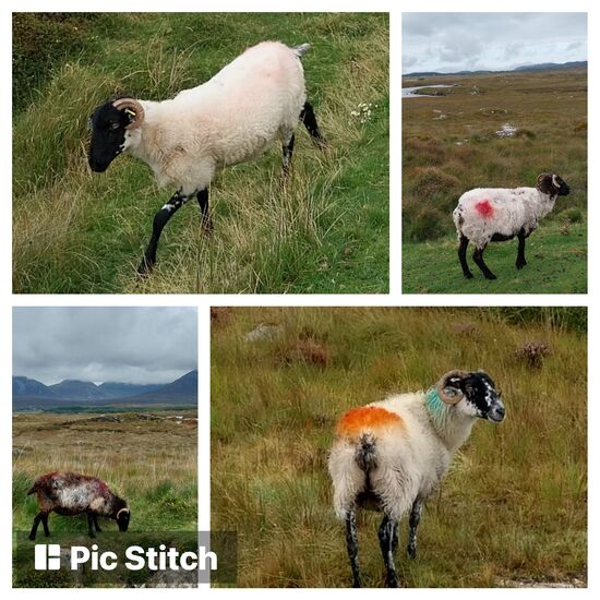 Man beachte das letzte Schaf in den Farben der Irlandflagge grün-weiß-orange