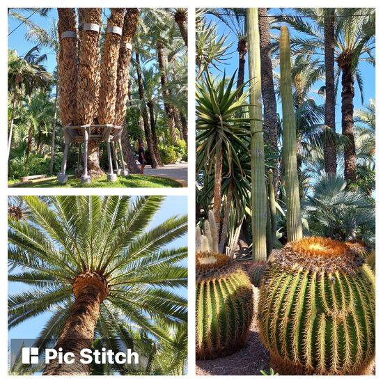 Über 200.000 Palmen soll es in Elche geben. Beeindruckend ist auch der botanische Garten - Huerte del Cura (6,50 €). Ursprünglich wurden die Palmen bereits zur Maurenzeit gepflanzt.
Die mehrstämmige Kaiserinnenpalme oben links im Bild ist der Kaiserin Sissi gewidmet. Auch sie war in Elche. Die großen Palmen sind oft mehrere Hundert Jahre alt.