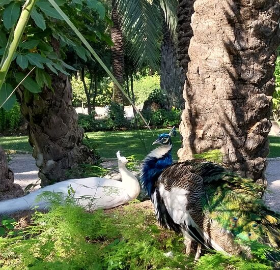 Pfauenpaar im botanischen Garten in Elche