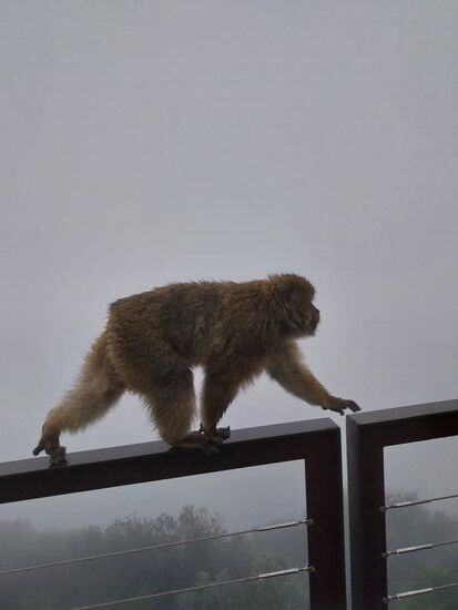 Überall aus dem Nebel tauchten plötzlich  die Berberaffen auf- bei dem Wetter hatten wir das Naturresevat Gibraltar ganz für uns!
