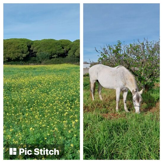 Tour durchs Hinterland von Chiclana:
Nach nur 2- 3 Tagen Regen ist es hier überall auf einmal alles grün; zahlreiche Blumen blühen, wie im Frühling bei uns.
Bild rechts: Andalusien von seiner schönsten Seite- ein Andausier beim Grasen.