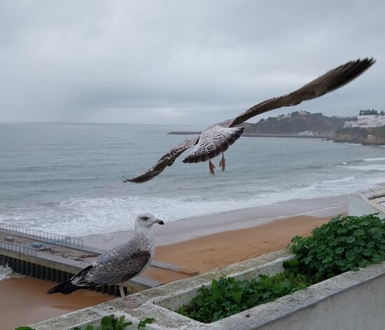 Möwen in Albufeira