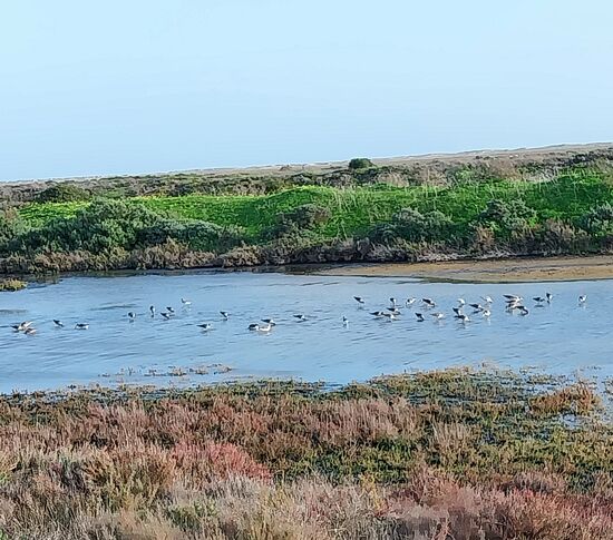 Parque de Ria Formosa, ein Vogelparadies
