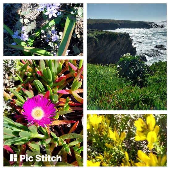 Frühlingserwachen im Januar mit zweiblättrigem Blaustern und essbarer Mittagsblume, ausserdem Ginster