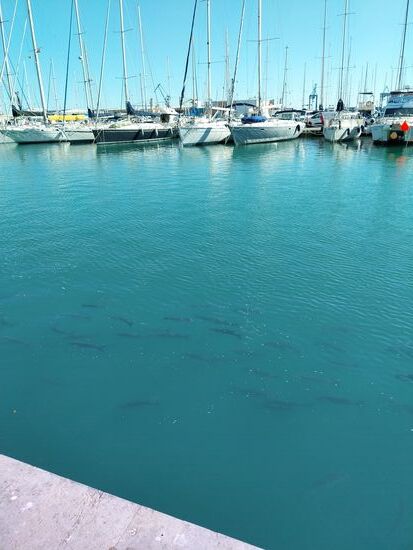 Meeräschen im Port von Castellòn de la Plana