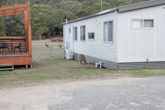 Die Kängurus erobern den Campingplatz