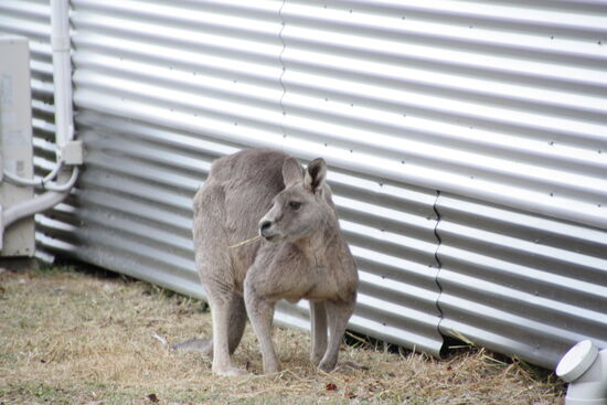Wir waren bis auf 2m an dem Burschen `dran - dann haben wir uns nicht weiter getraut.