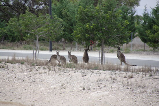 Kängurus beim gemeinsamen Frühstück