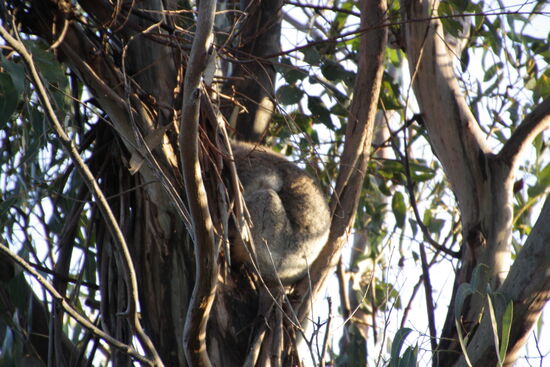 Und noch ein schlafender Koala
