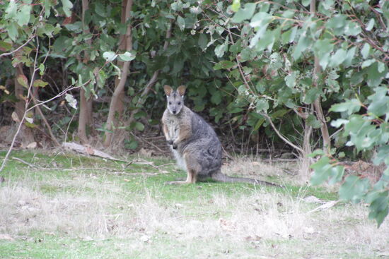 Zum Abschluss ein Wallaby, ungefähr halb so groß wie ein "normales" Känguru.