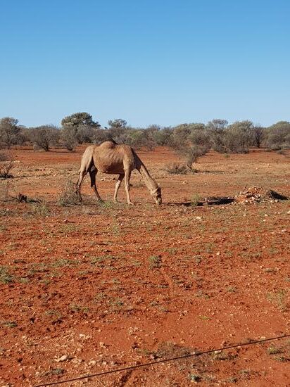 Wilde Kamele im Outback