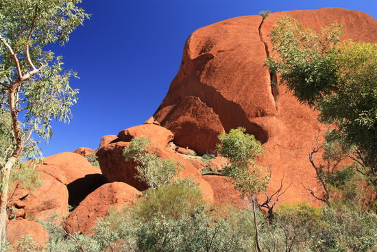 Zurück am Uluru auf dem Kuniya Walk