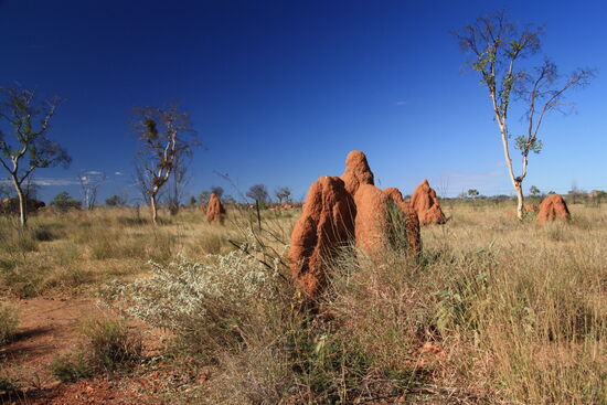 Termitenbauten bei Karlu-Karlu