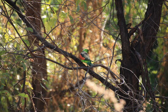 Wir haben uns an den exotischen Vögeln immer noch nicht satt gesehen.