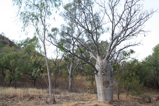 Ein Baobab an der Anlegestelle - zur Abwechselung mal ohne Ohrringe und Ketten aber dafür in Originalgröße
