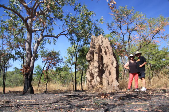 Termitenhügel - in allen Formen und Größen